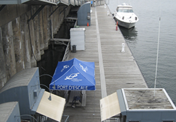 CADDY - Vinyl top pop-up shelter